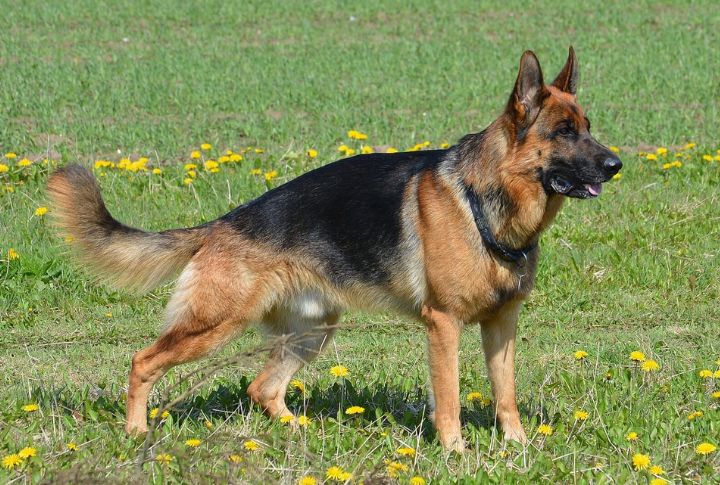 German Shepherds
