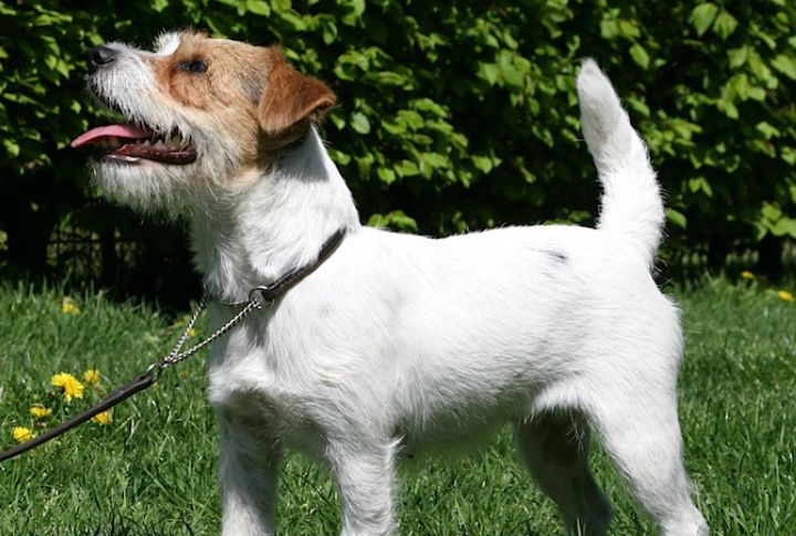 Jack Russell Terrier Has Overwhelming Energy