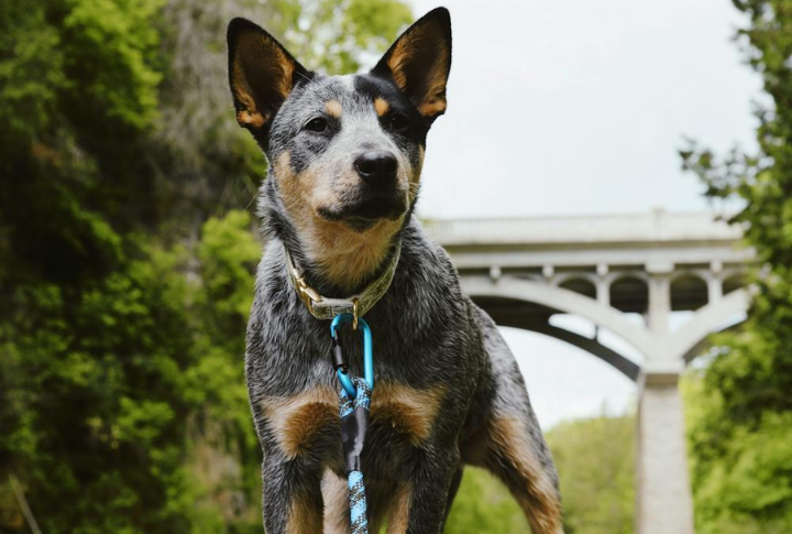 Australian Cattle Dog