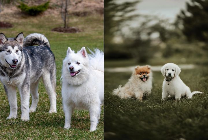 Socialization And Interaction With Other Pets