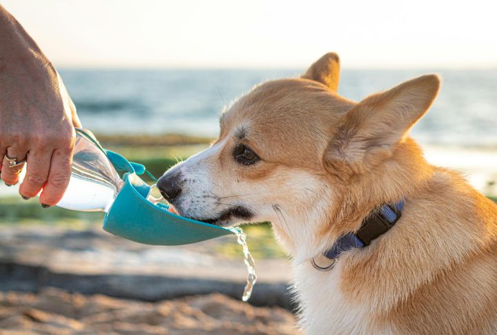 Ensure Proper Hydration