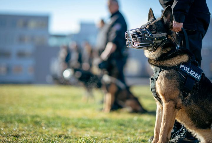 Shepherds Can’t Be Trusted Off-Leash