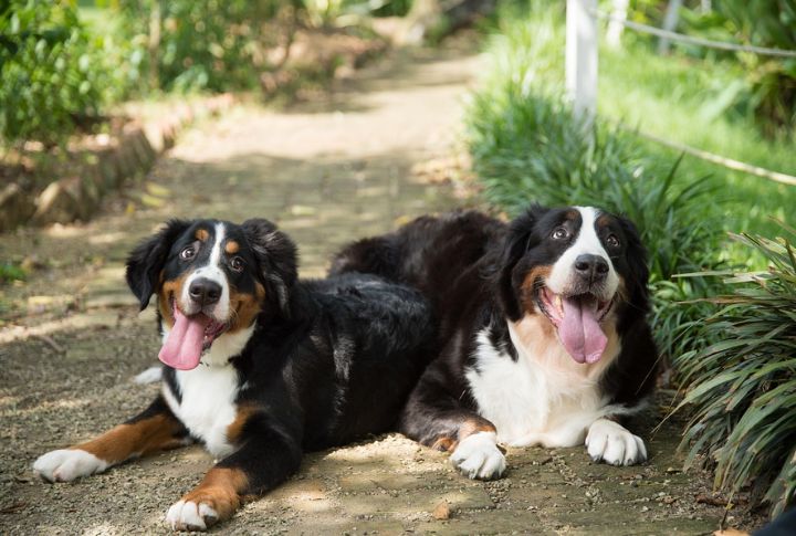 Bernese Mountain Dogs