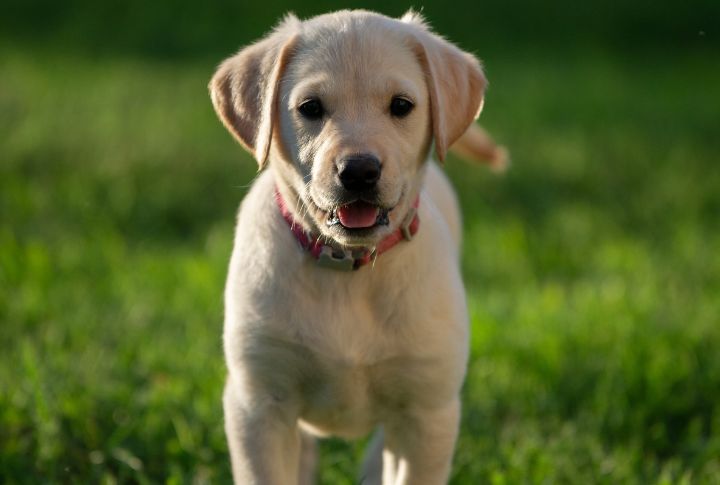 Labrador Retriever