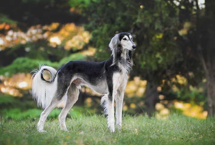 Media And Pop Culture Increased Saluki's Appeal