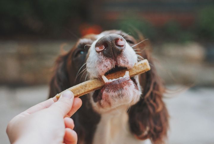 Custom-Make Flavors Your Dog Loves