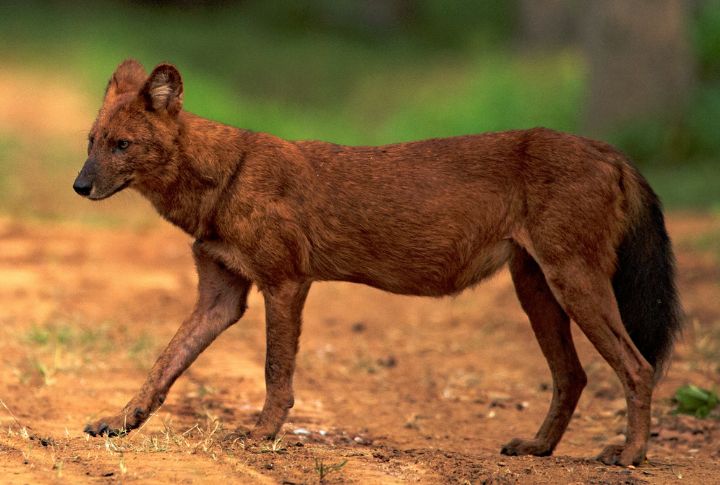 Dhole (Indian Wild Dog)