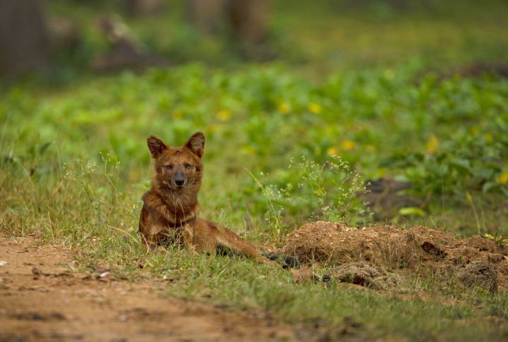 Dholes Adjust Hunts By Season
