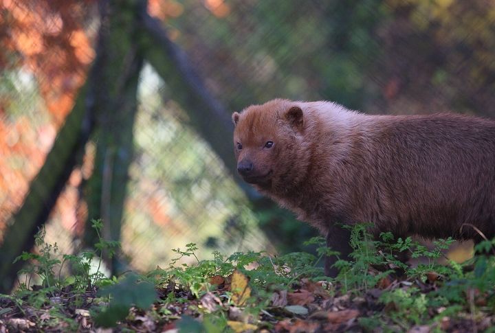 Captive Breeding Programs Struggle To Scale