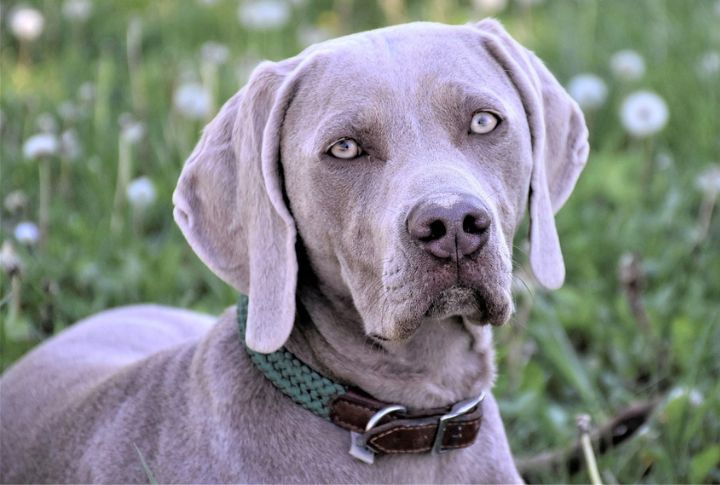 Weimaraner