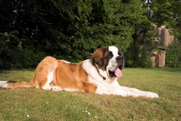 saint bernard, dog, animal, nature, animals, pet