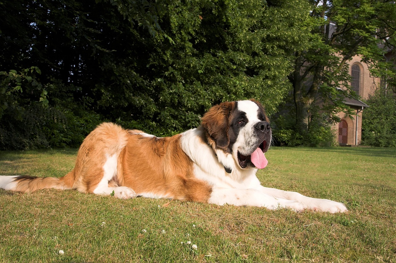 saint bernard, dog, animal, nature, animals, pet