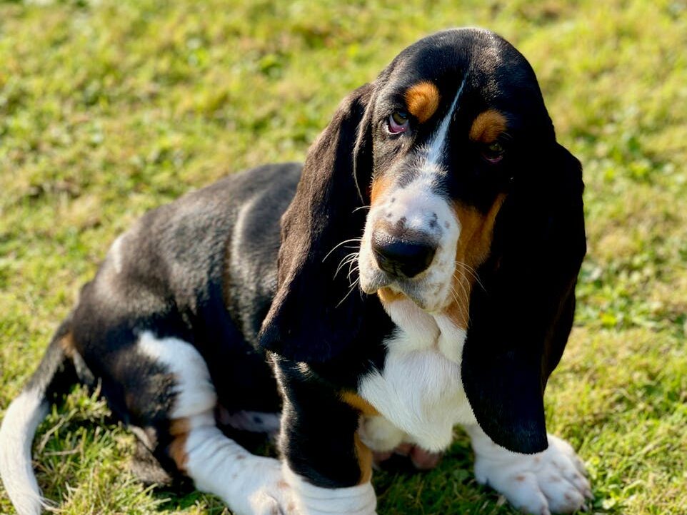 Cute basset hound puppy sitting on grass with a curious expression, captured on a sunny day.