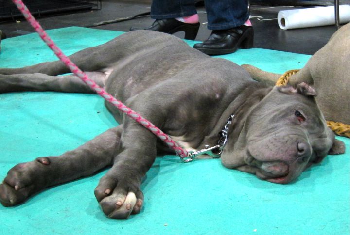Snores Like A Mythical Beast