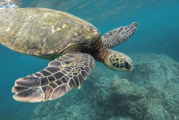 Turtles
