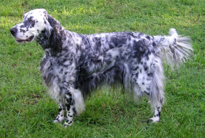 Communicates Emotion Through A Constantly Wagging Tail