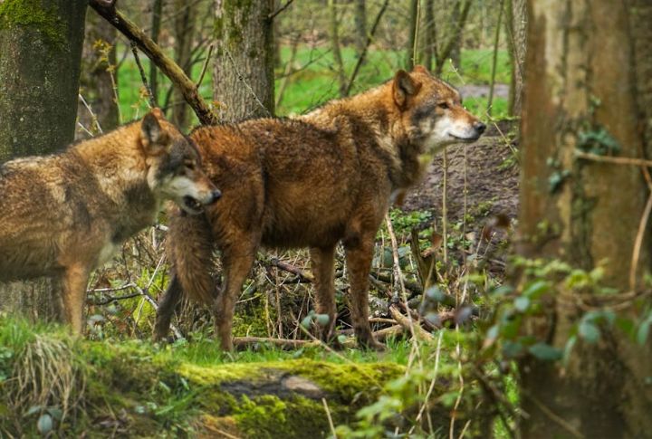 Wolves Migrate Seasonally Based On Prey And Climate