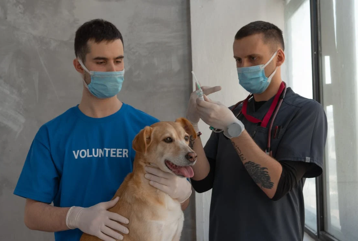 Set Up A Twice-A-Year Vet Routine