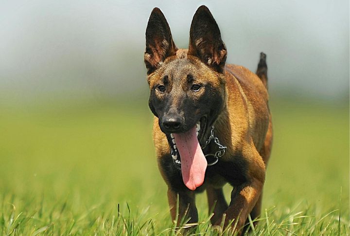 Belgian Malinois