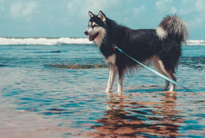 Alaskan Malamute