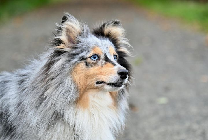 Shetland Sheepdogs