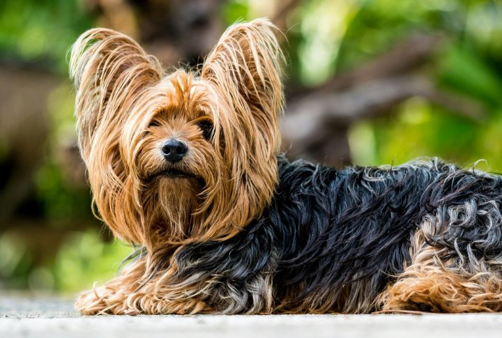 Yorkshire Terrier