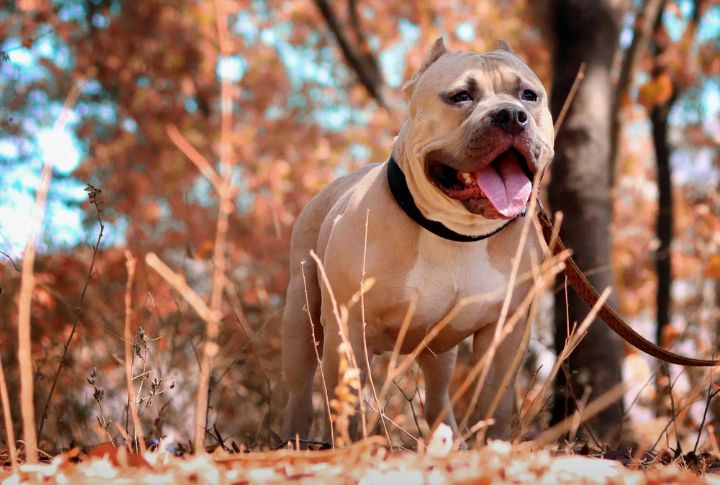 Breed Education Disarms Fear Before It Starts