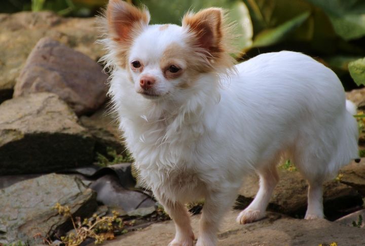 Chihuahua (Long-Haired)