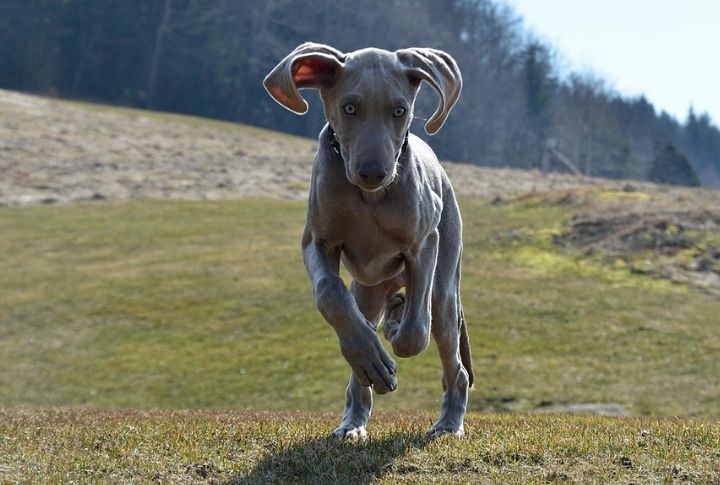 Hunting Instincts May Lead To Chasing