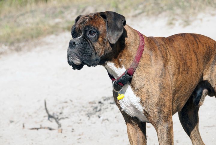 “Nala” The Boxer