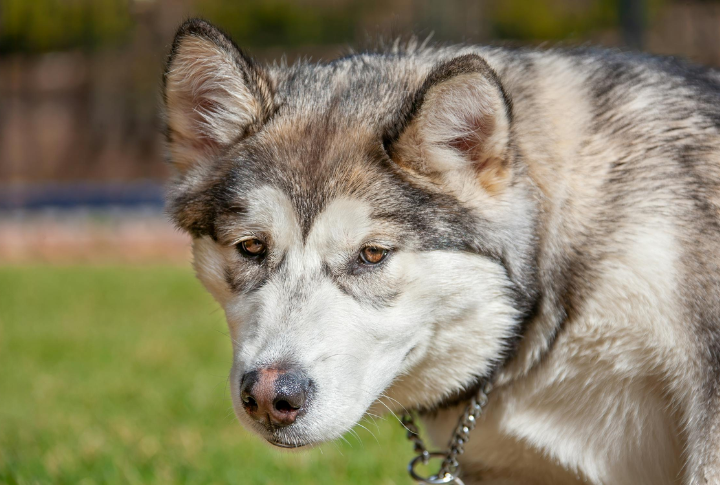 Alaskan Malamute