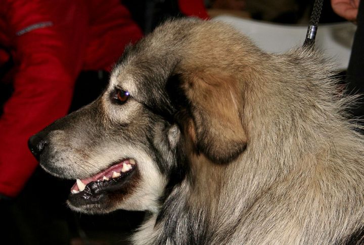 Long Lifespan For A Large Breed