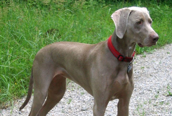 Weimaraner’s High Prey Drive Interferes With Obedience