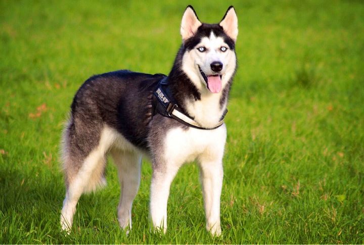 Sagittarius: Siberian Husky