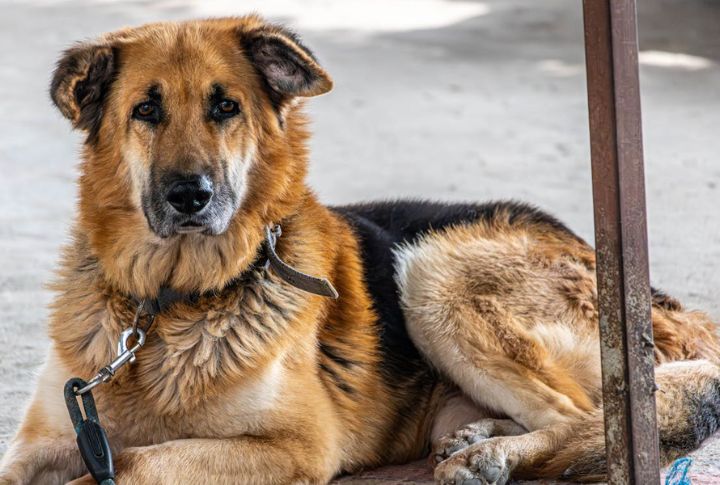 Retired Service Dogs Deserve A Pampered Life