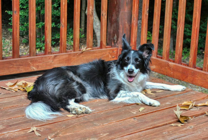 Collie
