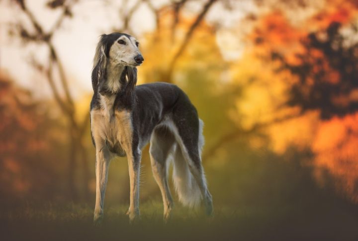 Saluki's Ancient Roots Still Echo Today