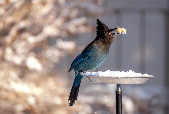 Remove Bird Feeders Near Your Yard