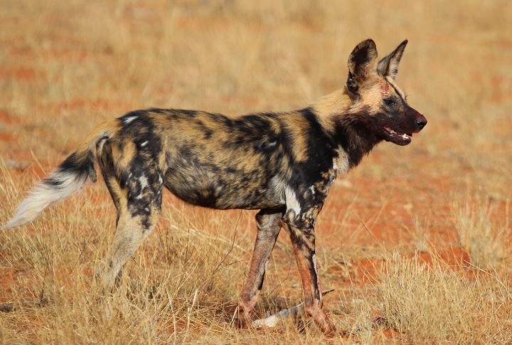 African Wild Dog