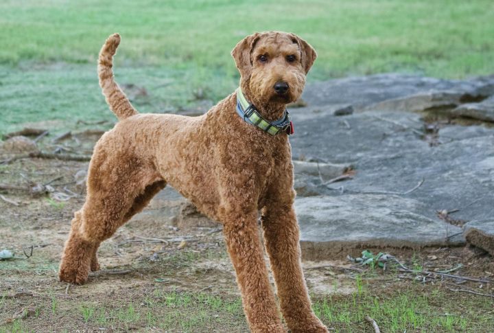 Airedale Terrier