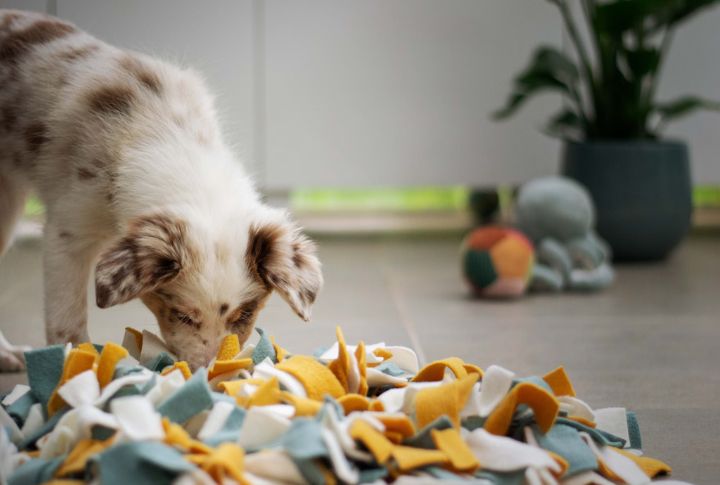Turn Scent Work Into Hide-and-Seek