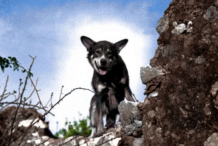 Chips: The One-Dog Army