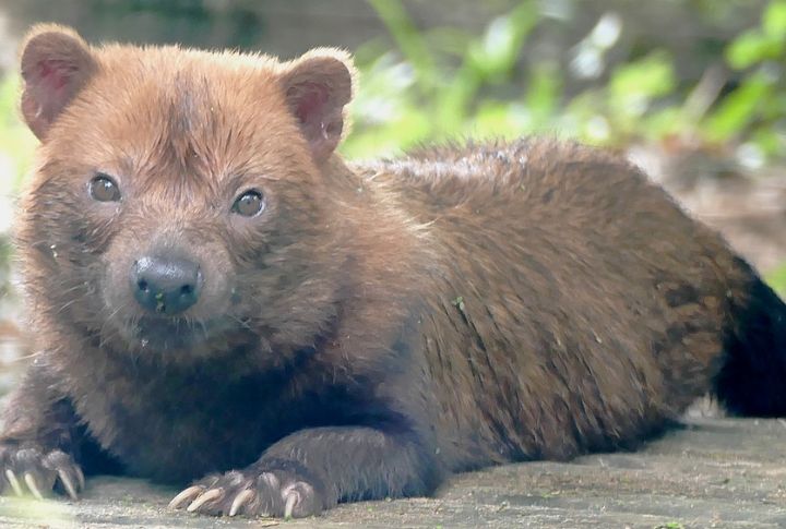Conservation Efforts Are Underfunded And Overlooked
