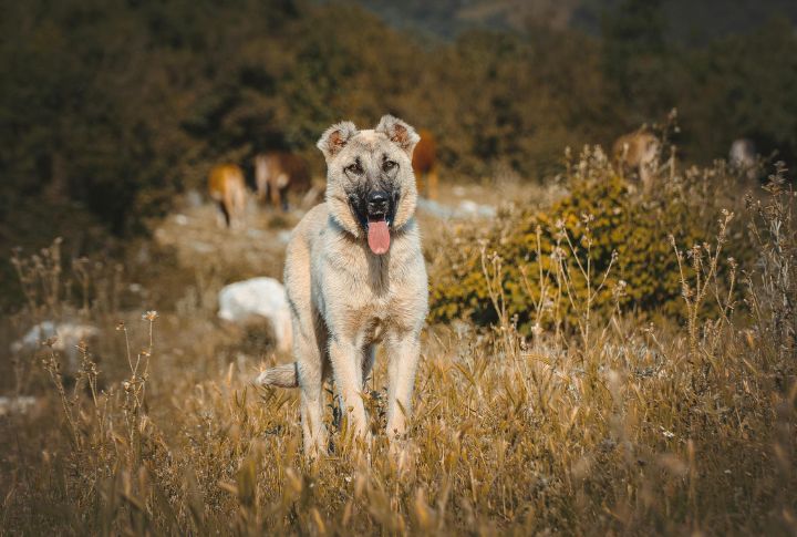 Anatolian Shepherd
