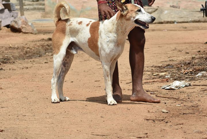 Pandikona