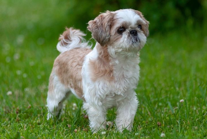 “Gizmo” The Shih Tzu