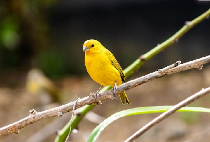 Canaries: Natural Gas Alarms