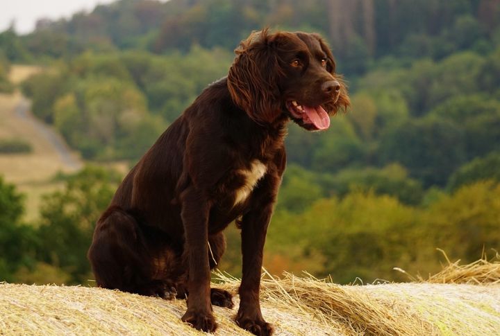 German Spaniel (Deutscher Wachtelhund)