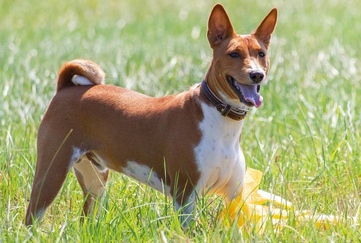 Aquarius: Basenji