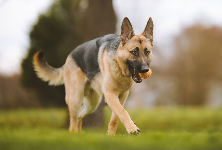 All GSDs Are Serious and Stern